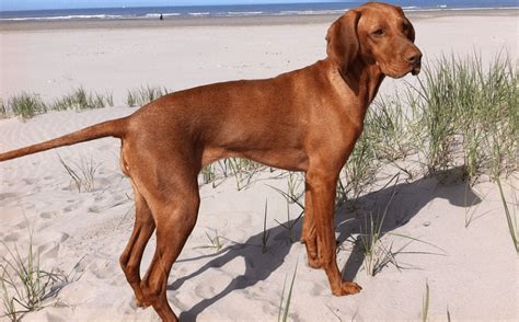 The Ultimate Guide To The Beagle Vizsla Mix With Photos