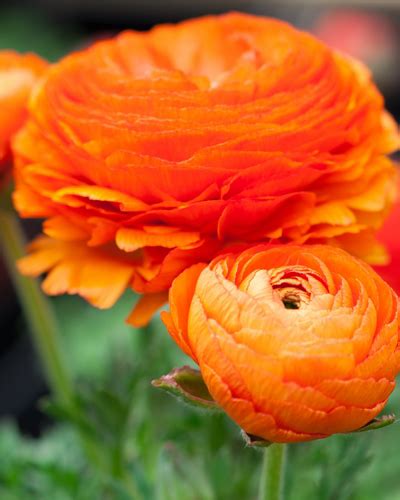 X 100 RANUNCULUS ORANJE 6 7 JUB Holland