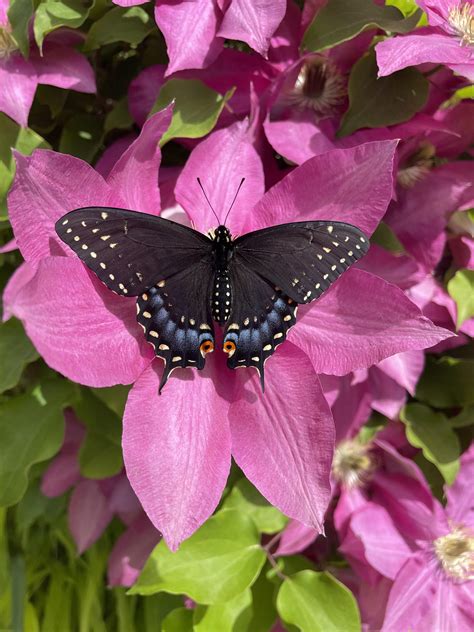 Beauty Butterflies