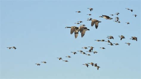 More Than 4 Billion Birds Stream Overhead During Fall Migration