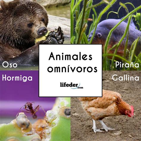Animales Omnívoros Características Y 50 Ejemplos Lifeder