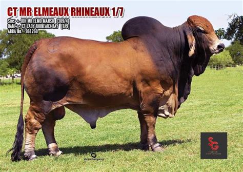 Lot 39 Ct Mr Elmeaux Rhineaux Female Sexed Semen Cattle In