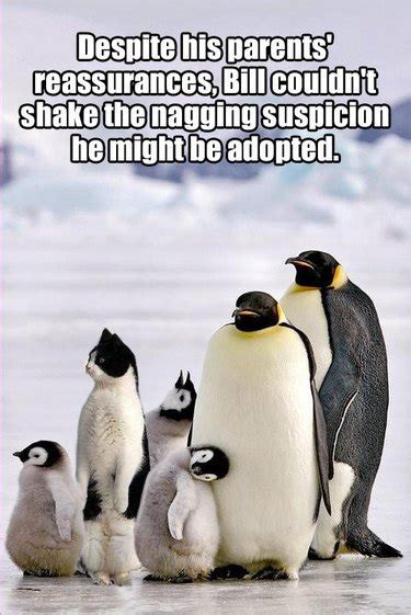 This Penguin Meme Collection Proves Penguins Are The Funniest Animals