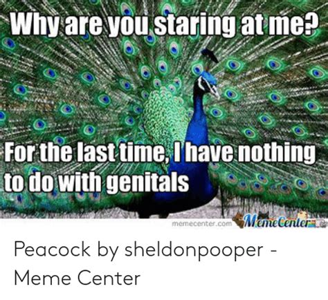 why are you staring at me for the last time t have nothing to do with genitals memecenter