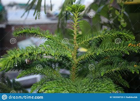 Christmas Tree Pine Plant Stock Photo Image Of Beautiful 182558720