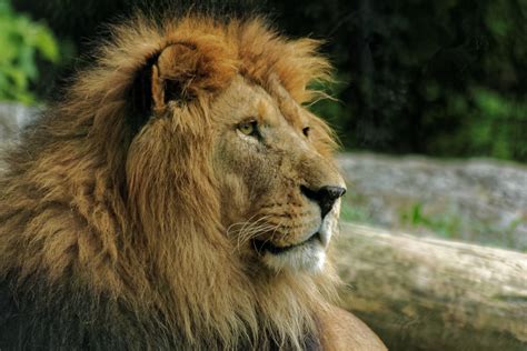 Free photo: Brown Lion - Animal, Outdoors, Wildlife - Free Download - Jooinn