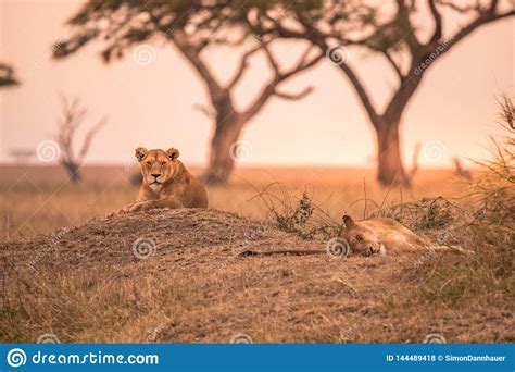 Female African Lion Panthera Leo On Top Of A Hill In