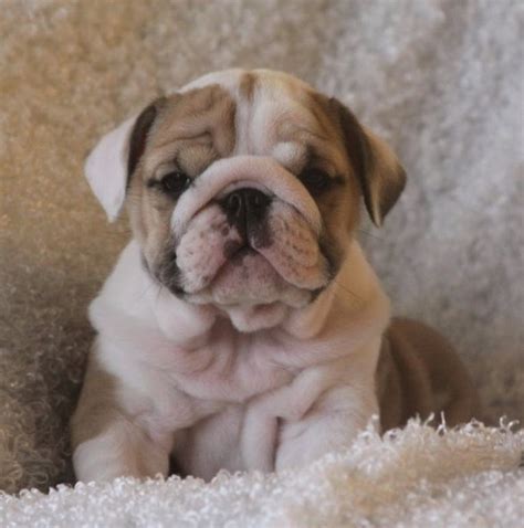 Lilac tri merle with blue eyes! Michigan English Bulldog Breeders | Top Dog Information