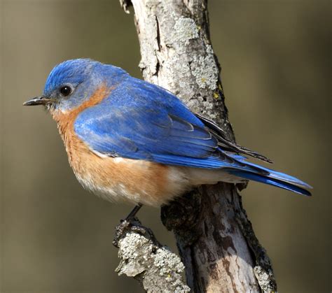 Orange And Blue Bird Tyjsergdhj2