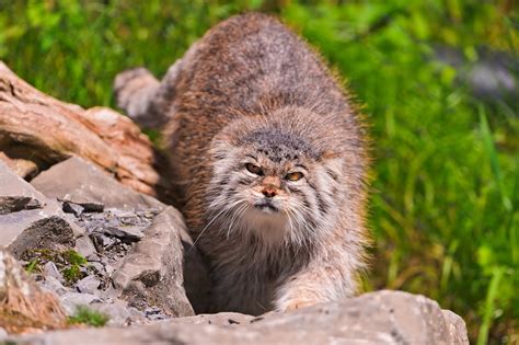 Pallas Cat Wallpapers Fun Animals Wiki Videos Pictures Stories