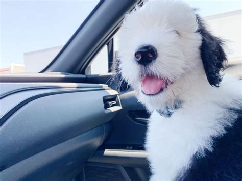 14 Amazing Facts About Old English Sheepdogs You Might Not Know Pet