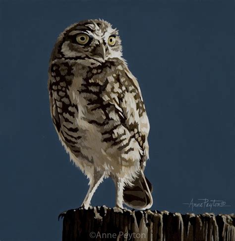 Burrowing Owl Artists For Conservation