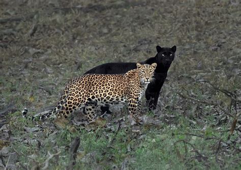 Rare Black Panther Shadows His Leopard Mate In Incredible Shot By