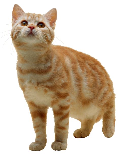 Tabby Cat Kitten Clip Art Cats Png Download 12471600 Free