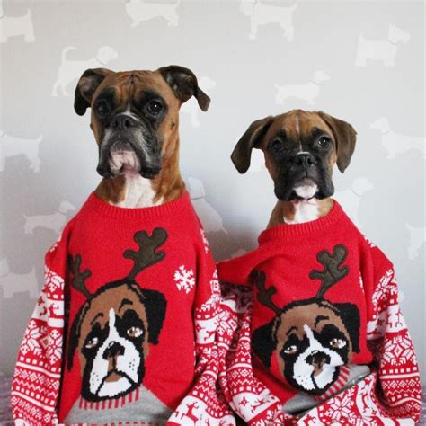 These Boxers Have Some Of The Best Christmas Sweaters We Have Ever Seen