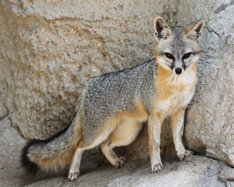 Grey Fox Urocyon Cinereoargenteus With Images Pet Fox Fox Grey Fox