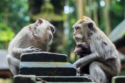 Animals Talking Pictures Download Free Images On Unsplash