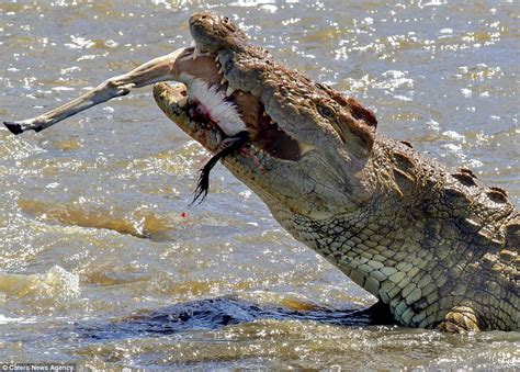 Giant Crocodile Devours Gazelle In One Savage Bite After The Animal