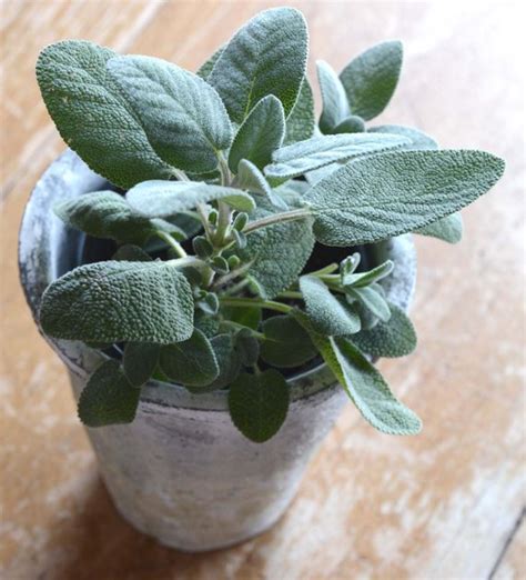 Another potential problem is if the pot for the. Sage Seeds, Salvia officinalis, Great for Indoor Herb Gardens and Container Gardens, Chef's ...