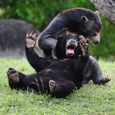 Bears Playing Funny Pictures Of Animals