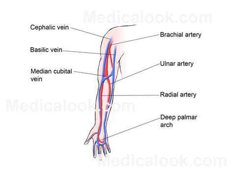 It is very clinically relevant as it is routinely used for venipuncture (taking blood). upper extremity at Touro College - StudyBlue