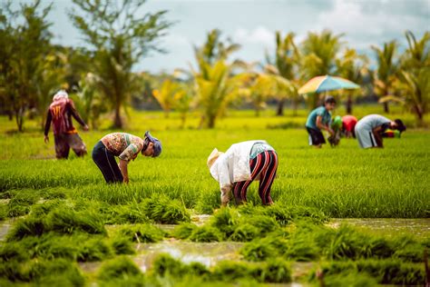 rice farmers nationwide to receive more fertilizer aid official portal of the department of