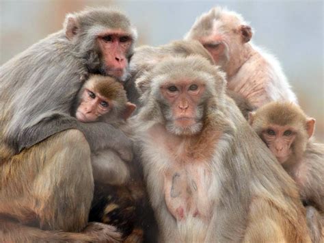 Social Development Remarkably Similar In Monkeys People Spectrum