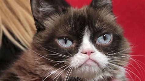 How Much Was Grumpy Cat Worth Fox Business