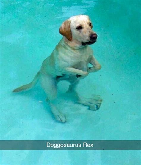 100 Funniest Dog Memes Of All Time Gallery Worldwideinterweb