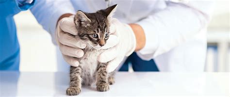 Healthy cats as young as six weeks of age can be spayed or neutered safely. Is There an Optimal Age for Cat Spay or Neuter? | Today's ...