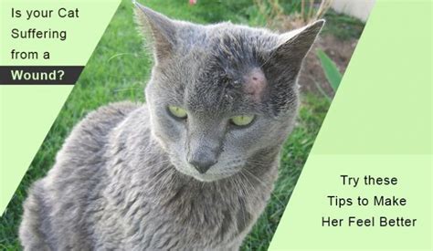 Wound Care Treatment Tips For Cats Canadapetcare Blog