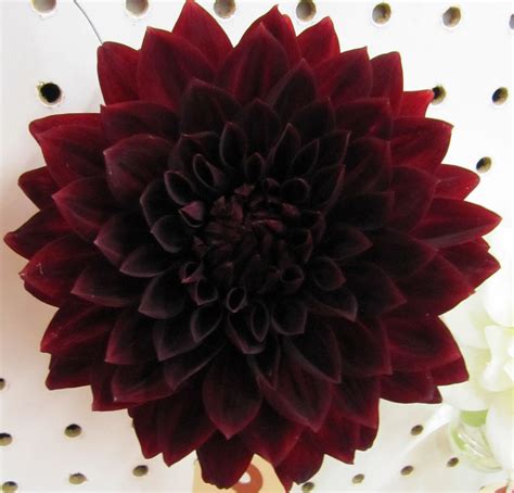 Pin On Figone Nurserys Dahlias