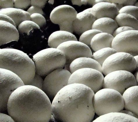 M7206 Agaricus Bisporus Var Bisporus Mycelia