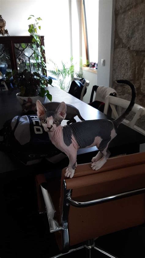 Gato Filhote Sphynx Bonfim OLX Portugal