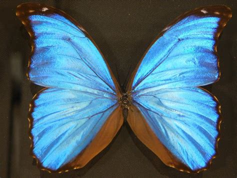 Lot Blue Morpho Didius Butterfly Taxidermy