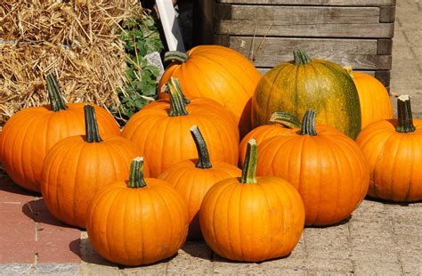 10 000 free 호박 and pumpkin images pixabay