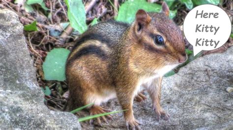 Ataxia may result from abnormalities in different parts of the nervous system, including the central nervous system (brain and spinal cord) and peripheral nervous system (roots and nerves that connect the central nervous system to muscles, skin, and the outside world). Video For Cats - Chipmunks! - YouTube