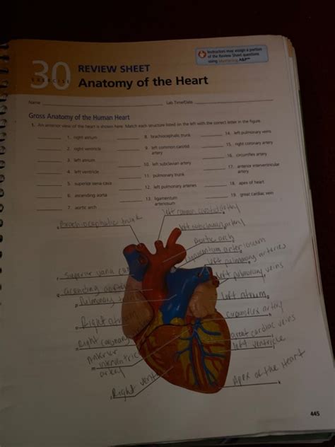 Exercise 30 Anatomy Of The Heart Answers