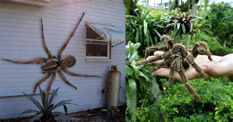 25 Places Where We Will Find The World’s Biggest Spiders