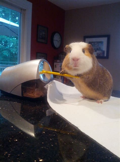 Adorable Pictures Of A Guinea Pig Doing Human Like Things