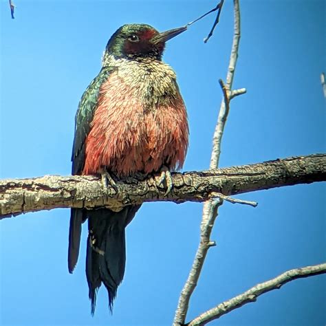 ebird checklist 16 apr 2023 watson lake and riparian preserve 31 species