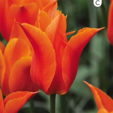 TULIPE FLEUR DE LIS BALLERINA Bulbes De Printemps Fleurs Tulipe