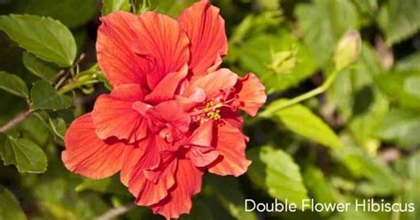 Tropical Hibiscus Tree Care A Guide To Growing Hibiscus Plants
