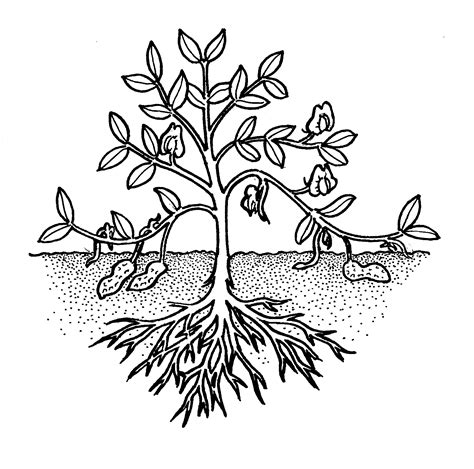 Plant border black and white. Activity 5: Peanuts-R-Us