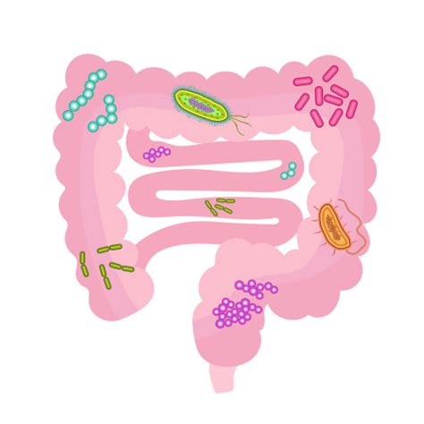 The Gut Factor Associations Between The Microbiome And Ace2 Expression