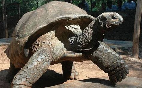Biggest Galapagos Tortoise Ph