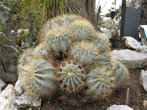 Ferocactus Glaucescens Blue Barrel Cactus World Of Succulents