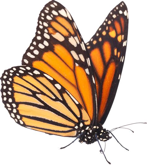 About Native Monarchs Native Monarchs