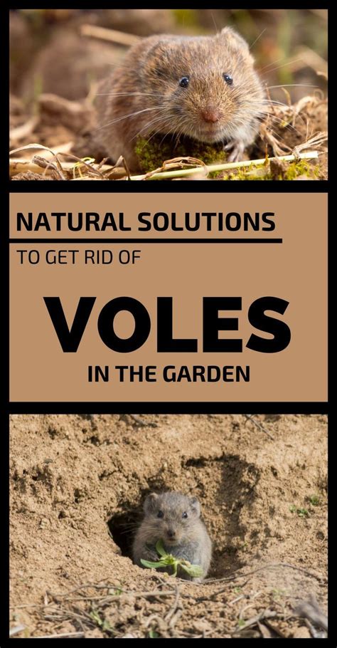 Natural Solutions To Get Rid Of Voles In The Garden Garden Pests
