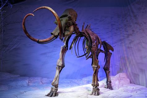 Mamut Esqueleto Prehistórico Foto Gratis En Pixabay